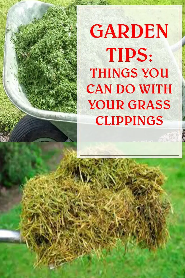Things You Can Do With Your Grass Clippings