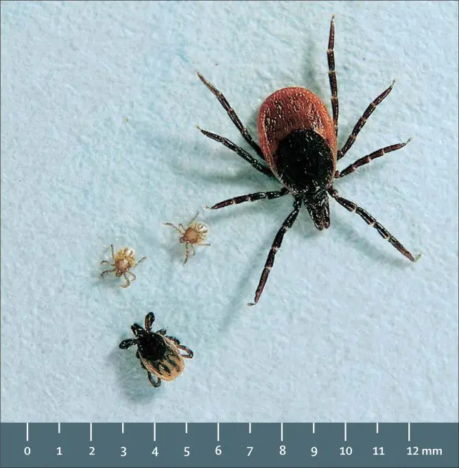 Tick Control For Acreage : Although some commercial groups ...