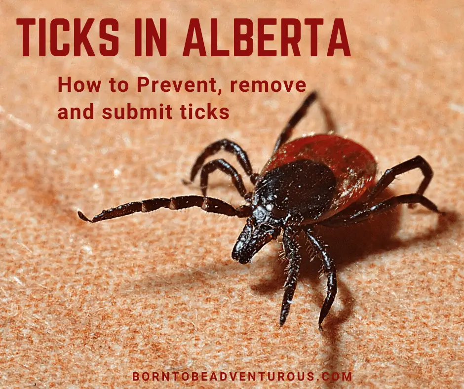 Ticks in Alberta