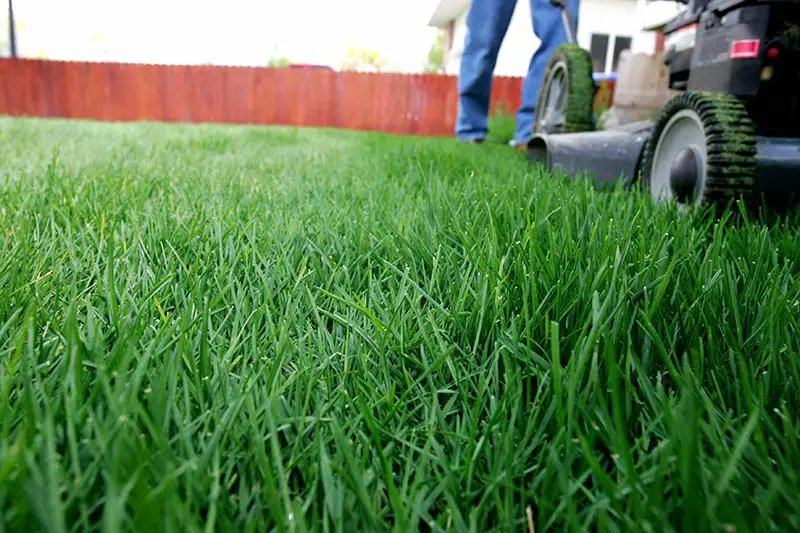 TIPS FOR A GREEN LAWN THIS SPRING FROM GREEN HEAD TURF ...