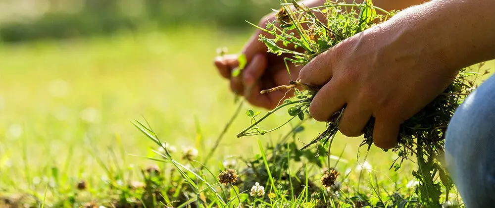 Tips for Controlling Weeds in Your Lawn