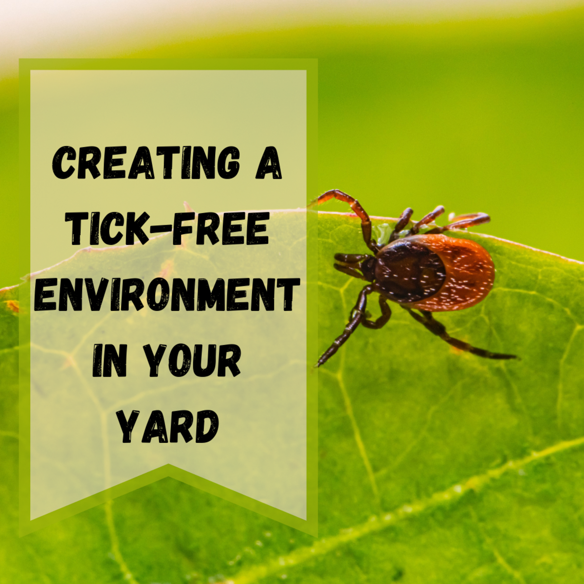 Tips For Designing a Tick