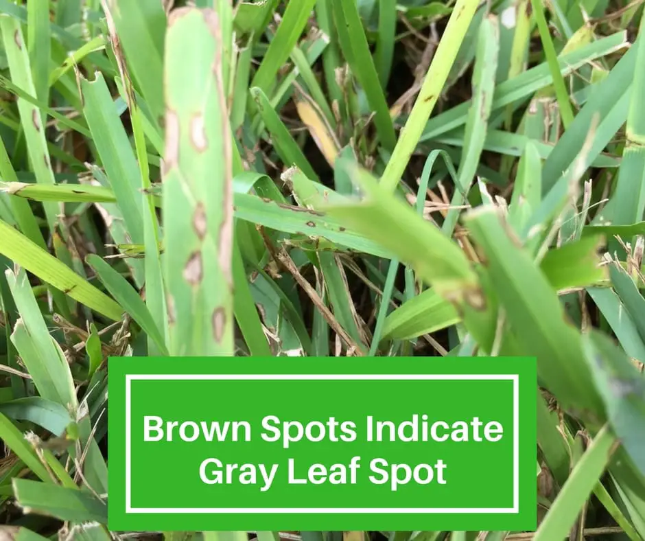 Treating Gray Leaf Spot in New Lawns