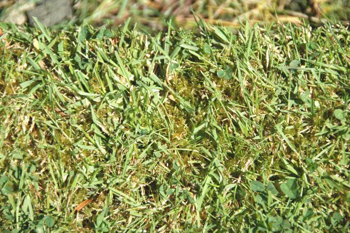 Treatment of Moss in Lawns