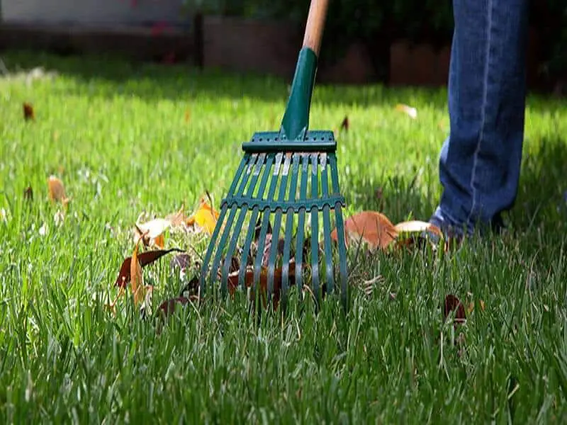 Ultimate Lawn Care and Maintenance Guide