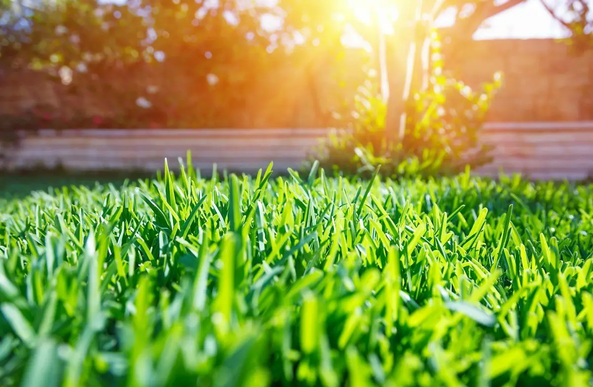 Using Epsom Salts to Green Up Your Lawn?