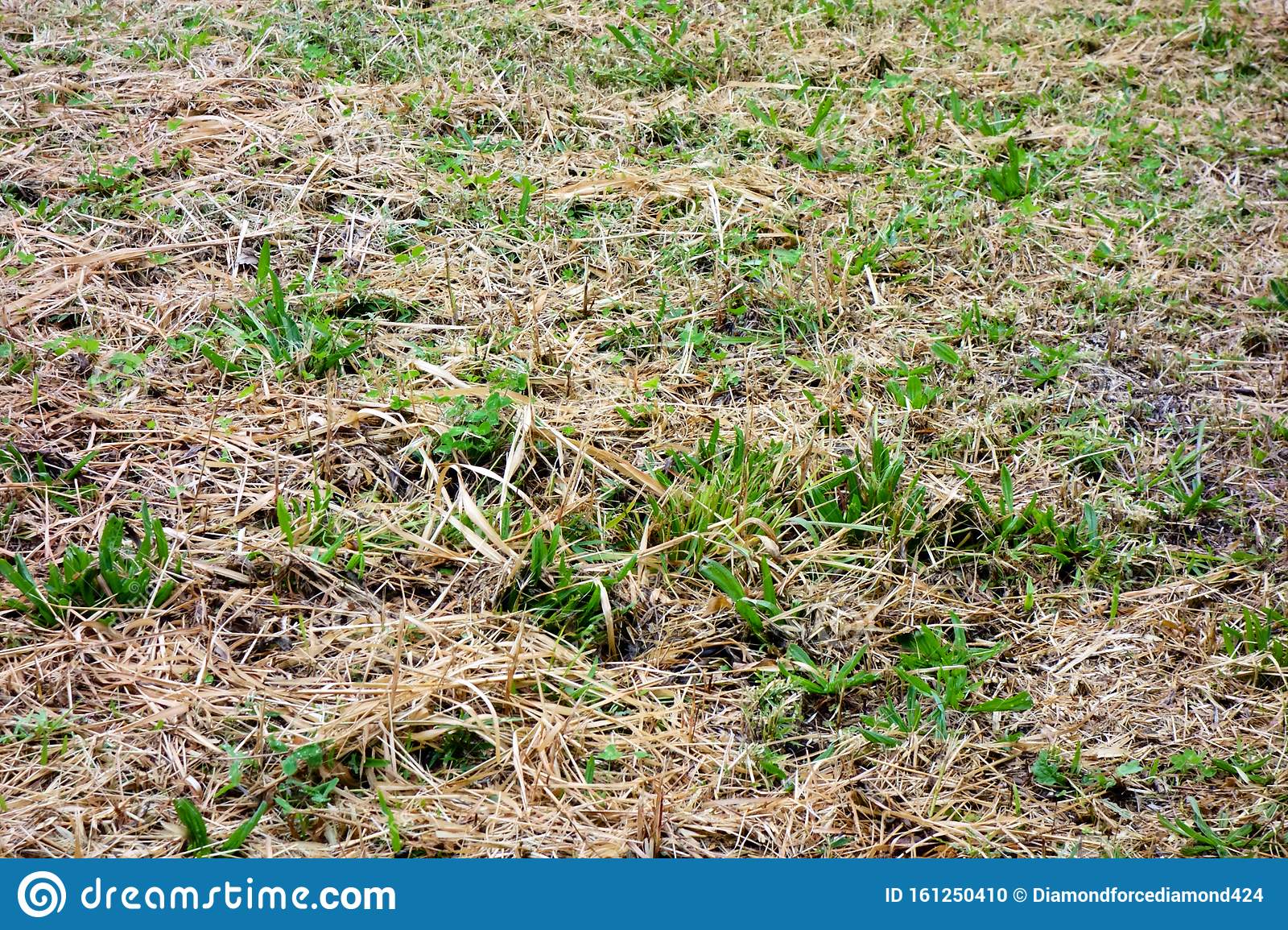 Vacant Lots Of Weeds And Lawns Stock Photo