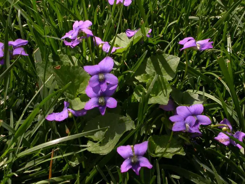 Violets in Lawns