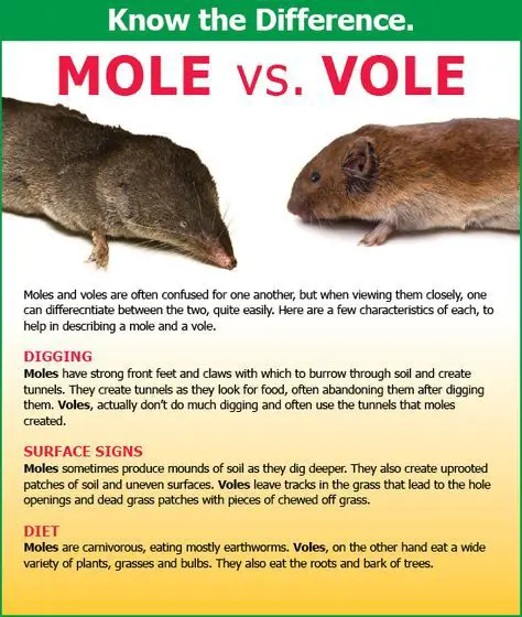 voles and moles