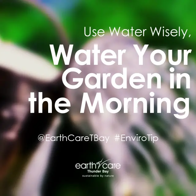 Watering gardens and lawns in the summer should be done in the early ...