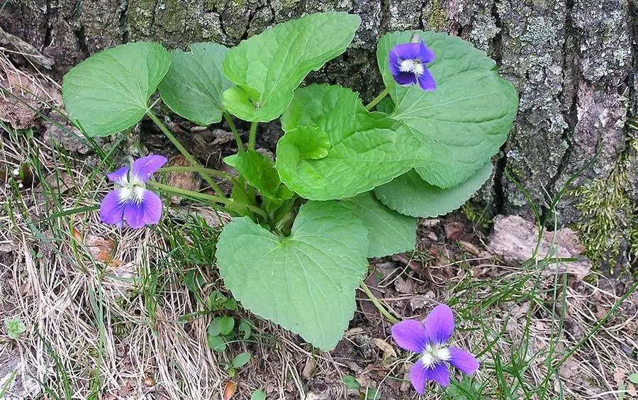 Weed of the Month Series: Wild Violet