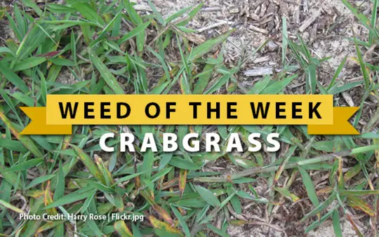 Weed of the Week: Crabgrass