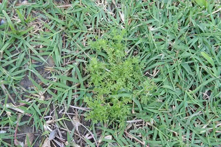 Weeds Common to Identify