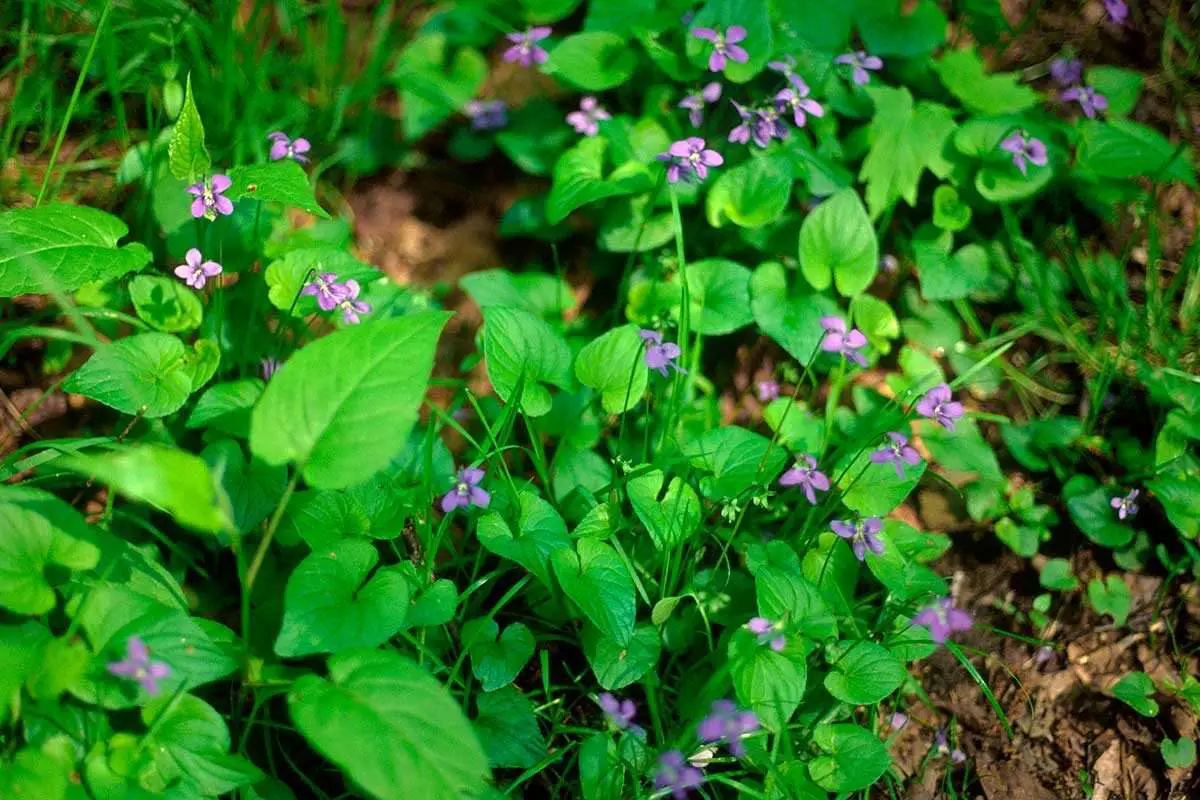 What Are Wild Violets and How Do I Get Rid of Them