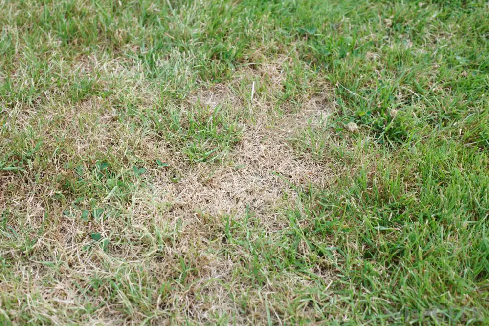What can I do with Bare Spots on my Lawn? (with pictures)