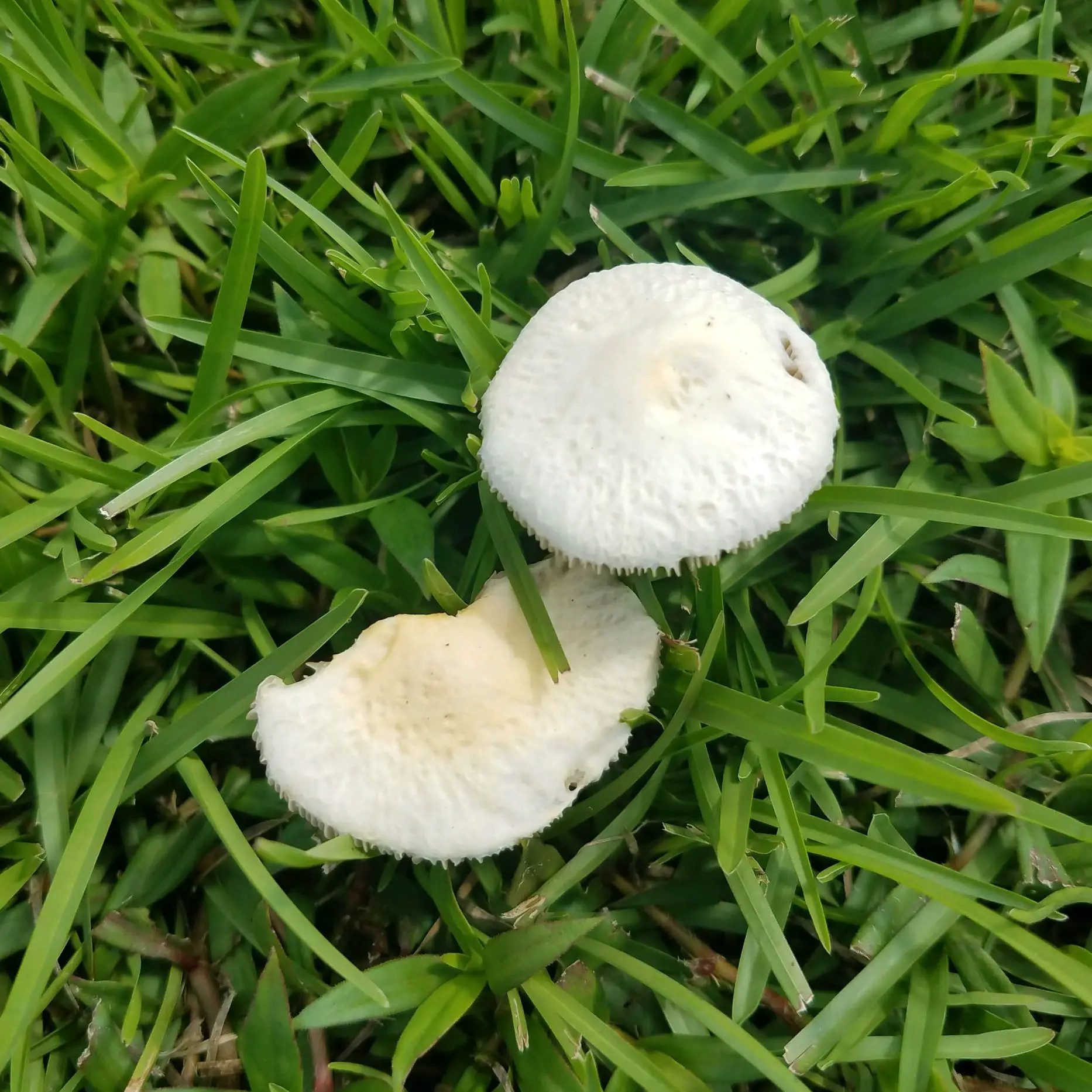 What Causes Big White Mushrooms To Grow In Your Yard
