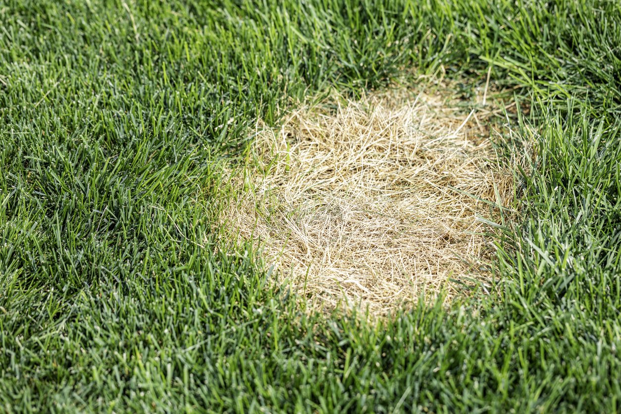 What causes brown spots on lawn