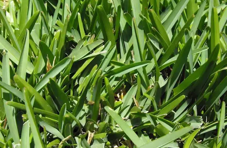 What Grass Grows in Shade? 5 Best Shade Tolerant Grass ...
