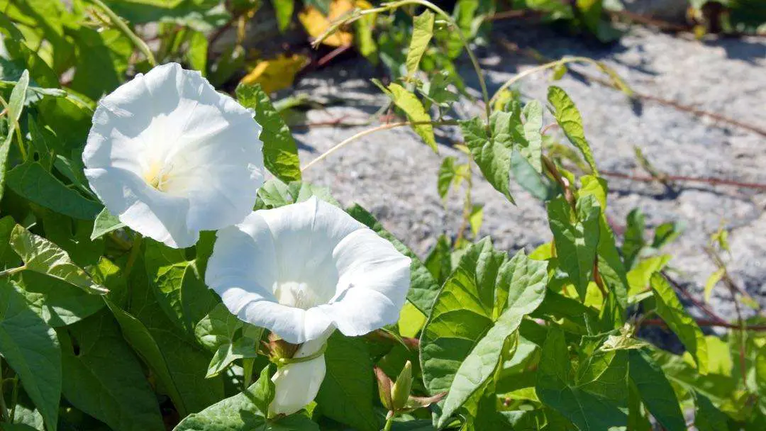 What is Bindweed and How Do I Control It?