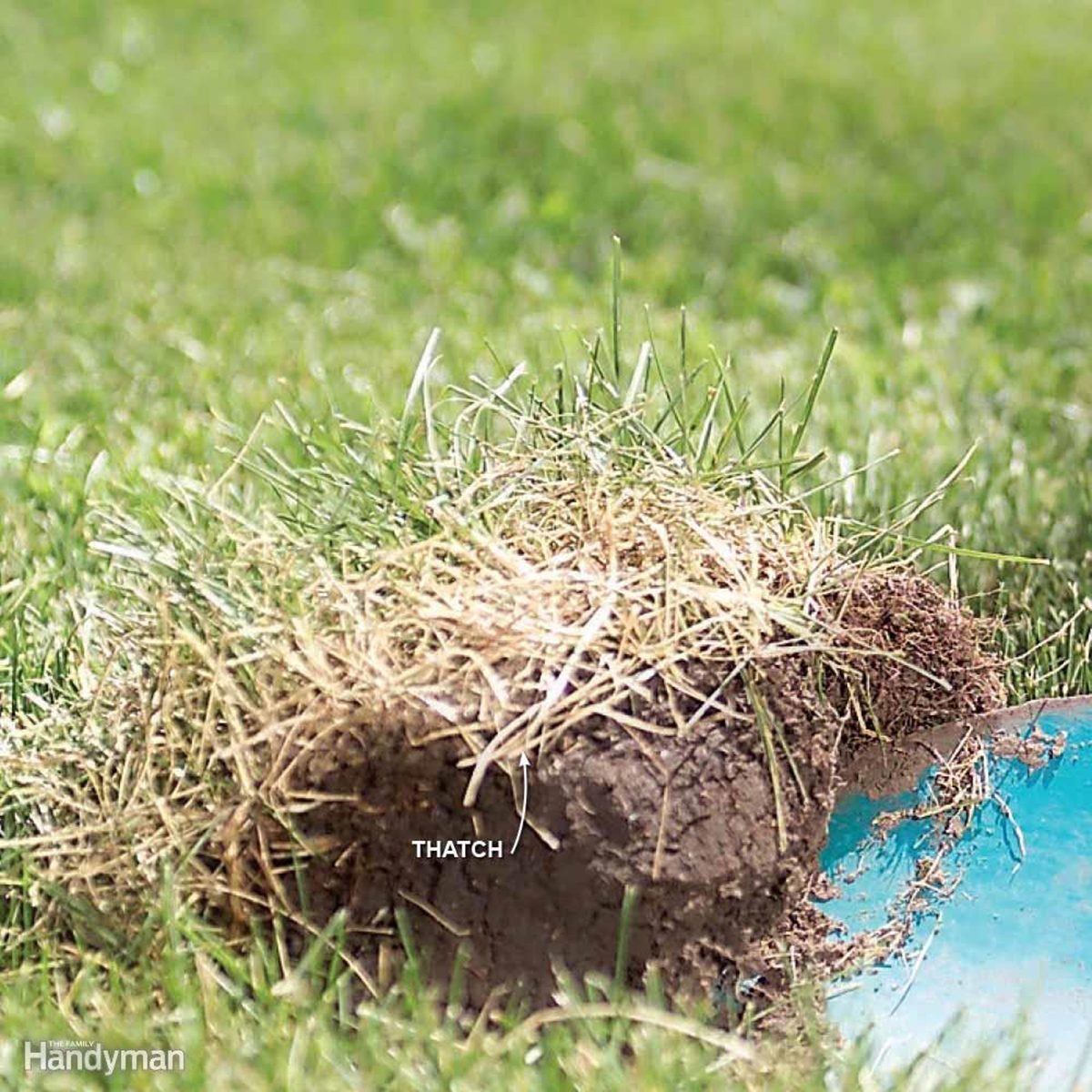 What Is Dethatching And Does My Lawn Need It Ambrosio Landscapes ...