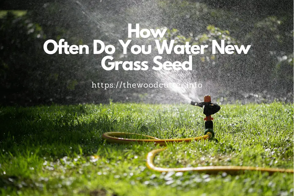 What Is The Best Time To Water Grass Seed?