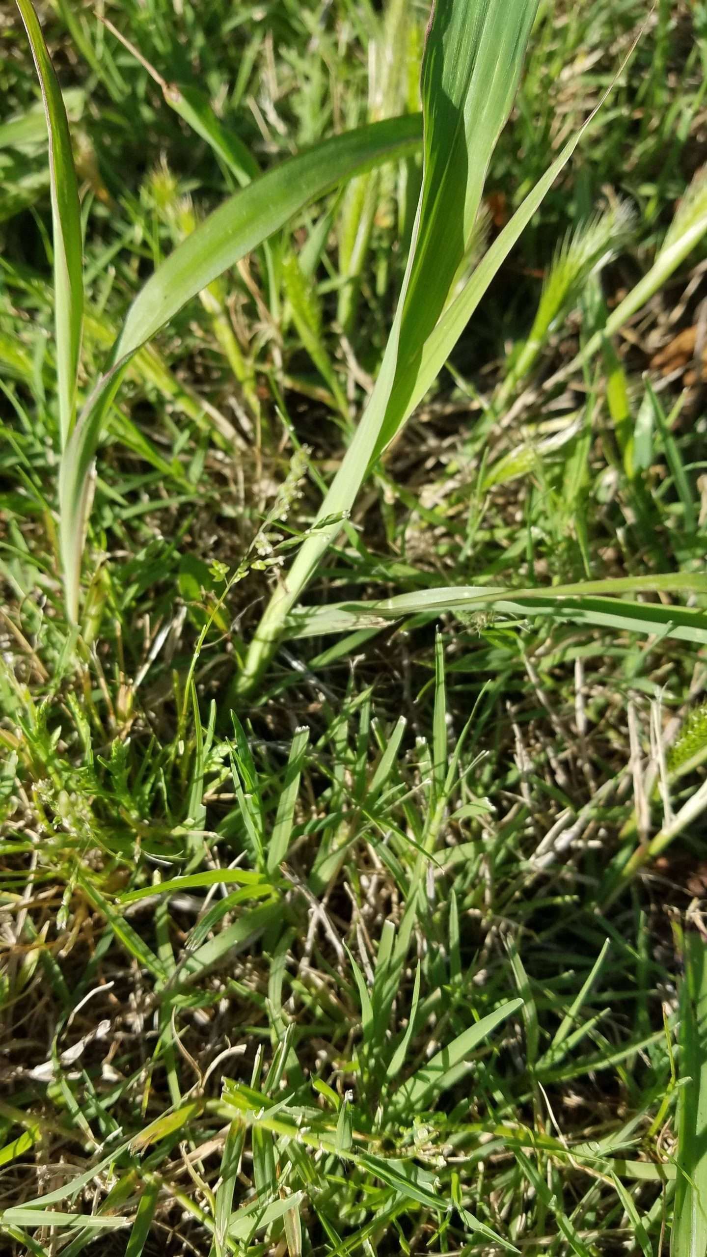 What is this in my yard and how do I get rid of it. : lawncare