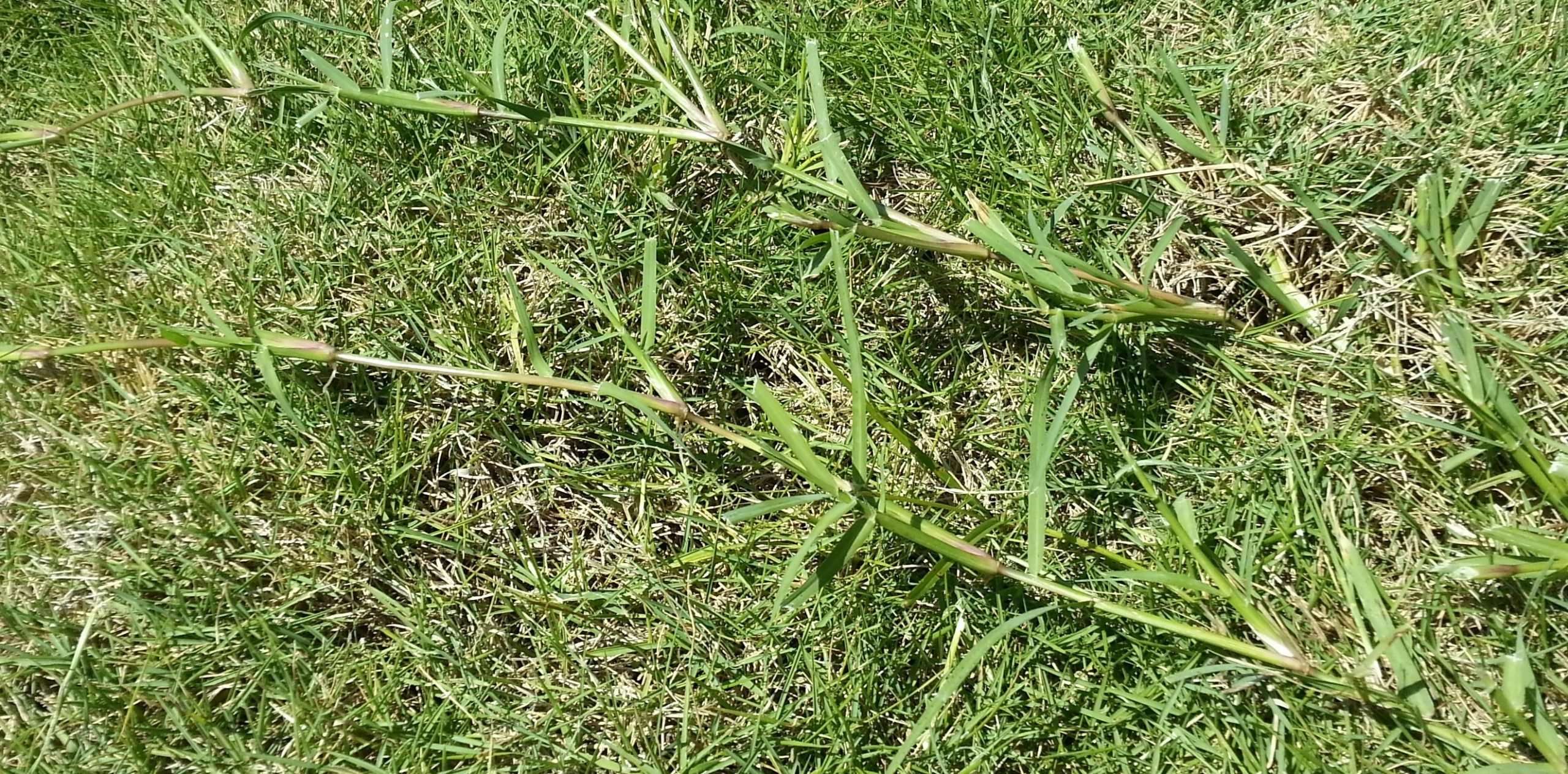 What is this weed? (pic) (flower, 2014, yard, how to ...