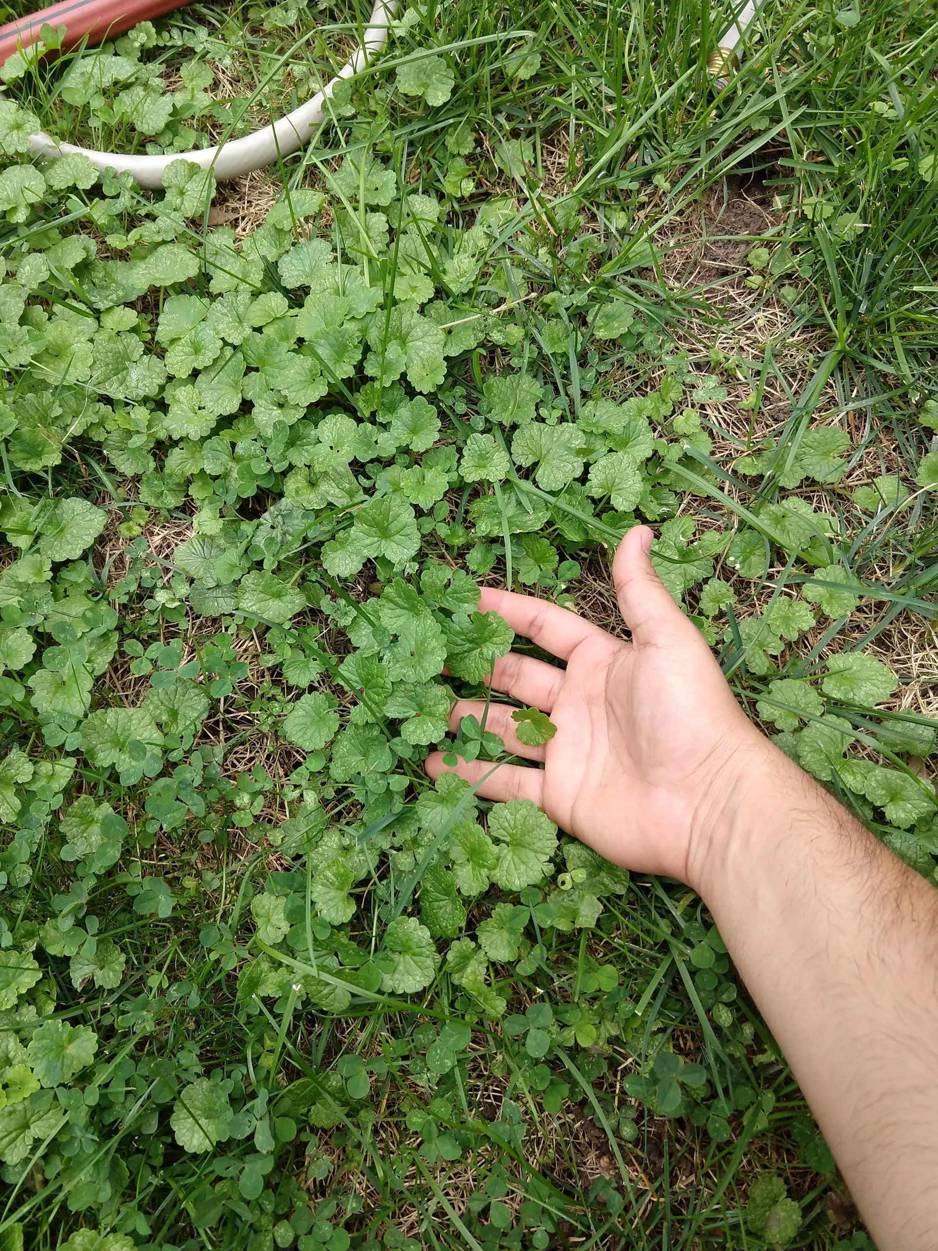 What is this weed spreading and taking over my lawn ...