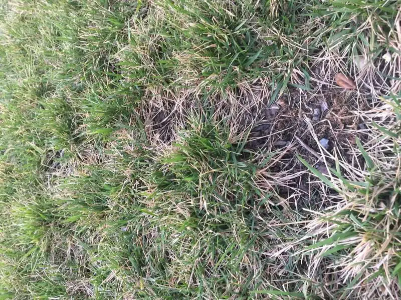 What Kind Of Grass And Stopping Crabgrass