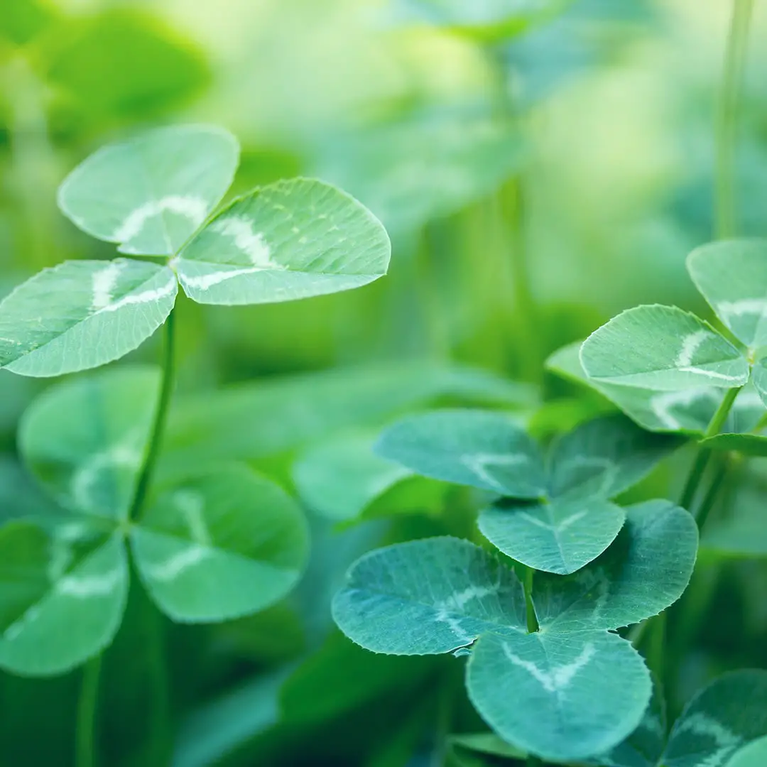What to do About Clover in Your Lawn