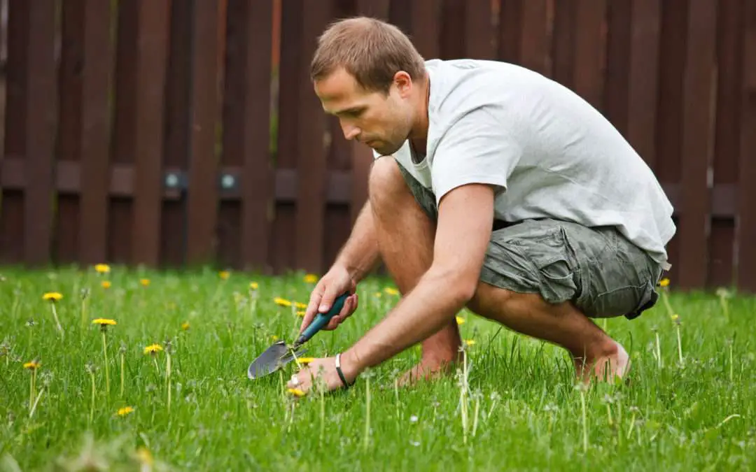 What to Do if Your Lawn is Overrun With Weeds