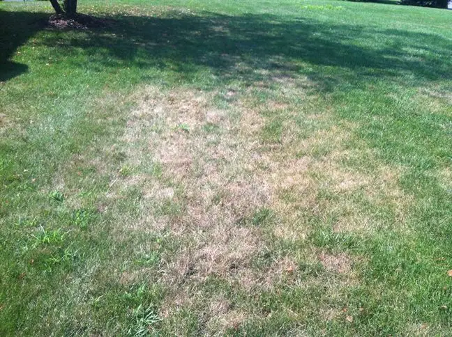 What to Do When Grubs Kill Your Lawn