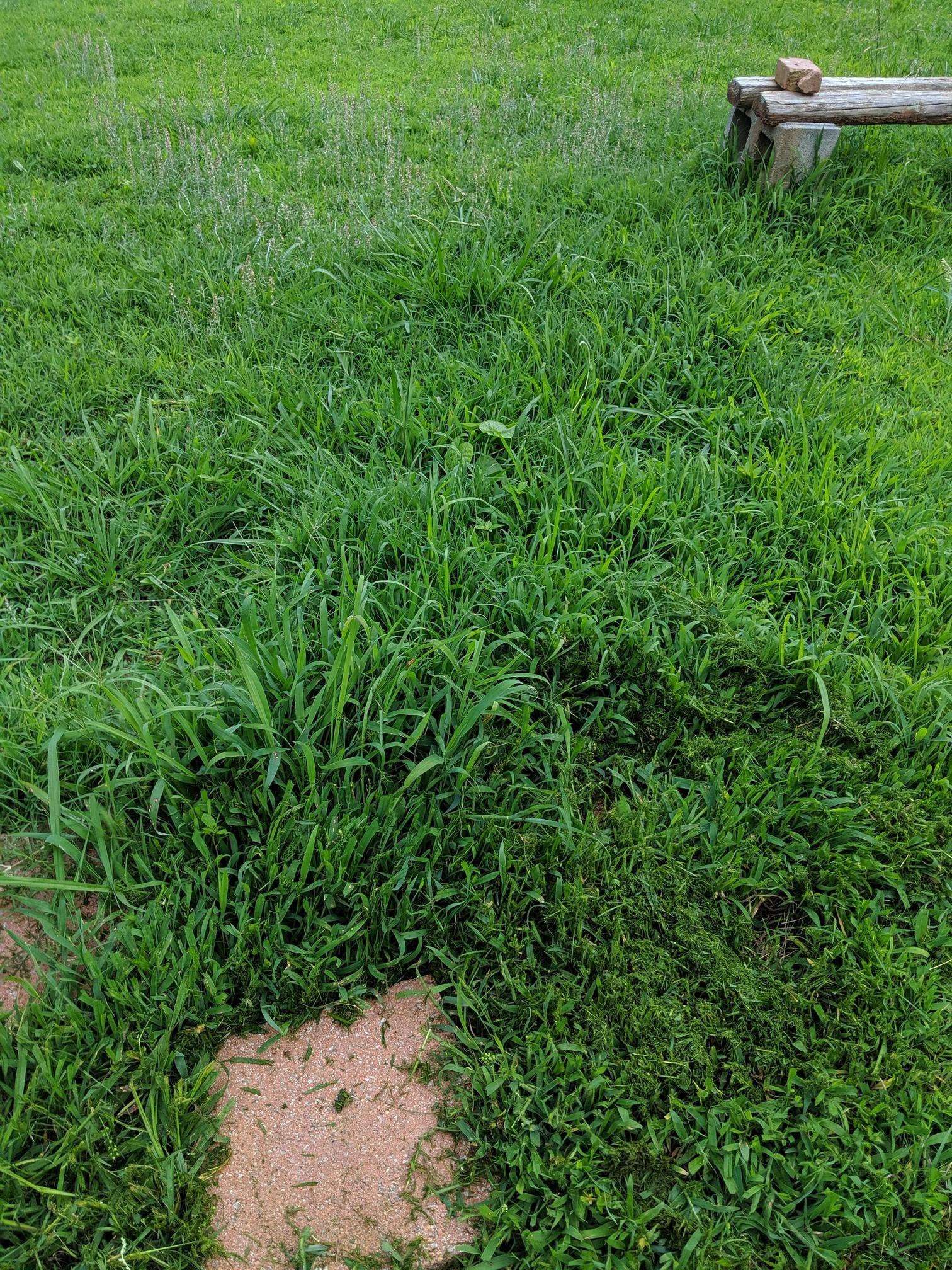 What type of grass do I have? : lawncare