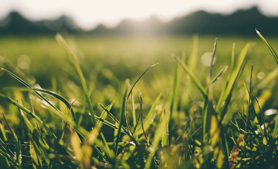 Whatâs the Best Time to Fertilize Your Lawn: Before or After Rain?