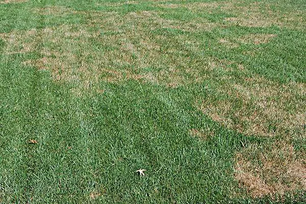 Whats Causing Brown Patches On My Lawn?