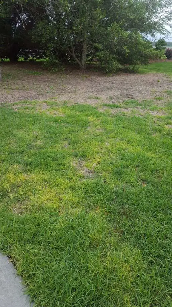 Whats Wrong With My Lawn?