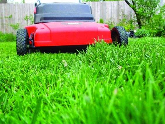 When and How Much Should You Water Your Lawn?