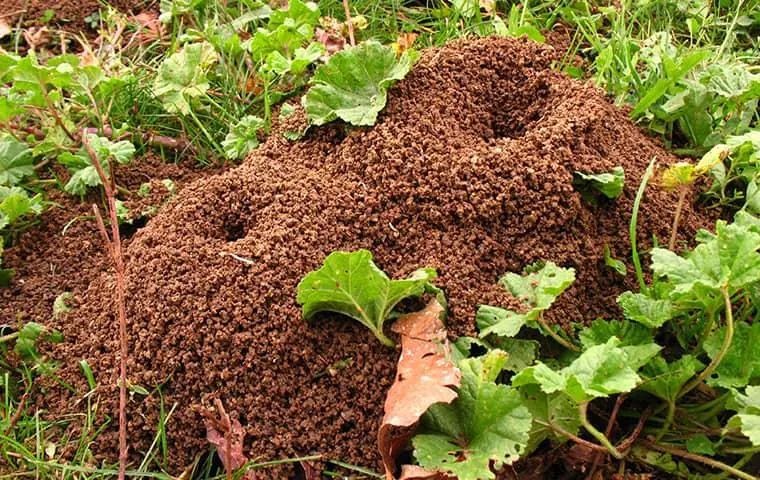 When Ant Hills Are Covering Your Lawn, Parkway Can Help!