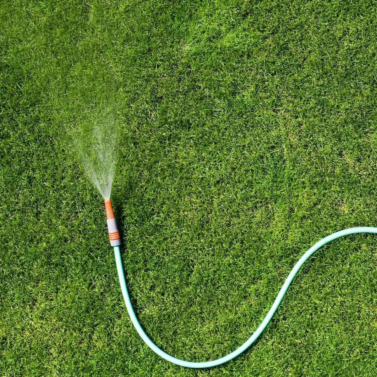 When Is the Best Time to Water My Grass?