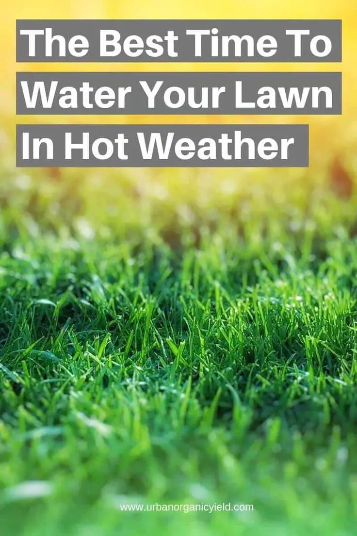 When Is The Best Time To Water Your Lawn In Hot Weather To ...