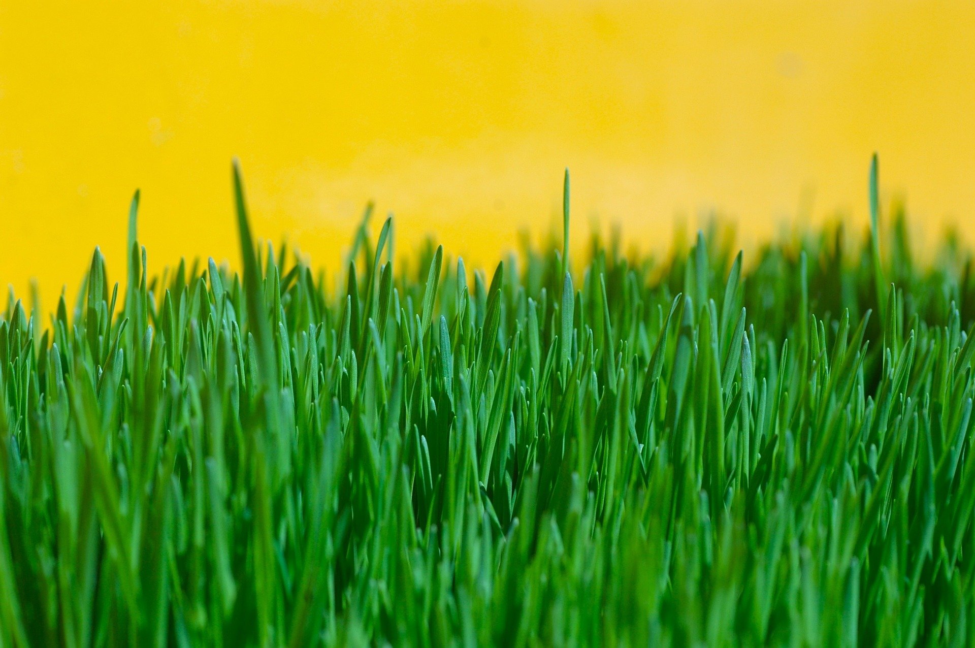When Should I Fertilize My Lawn? [Video]