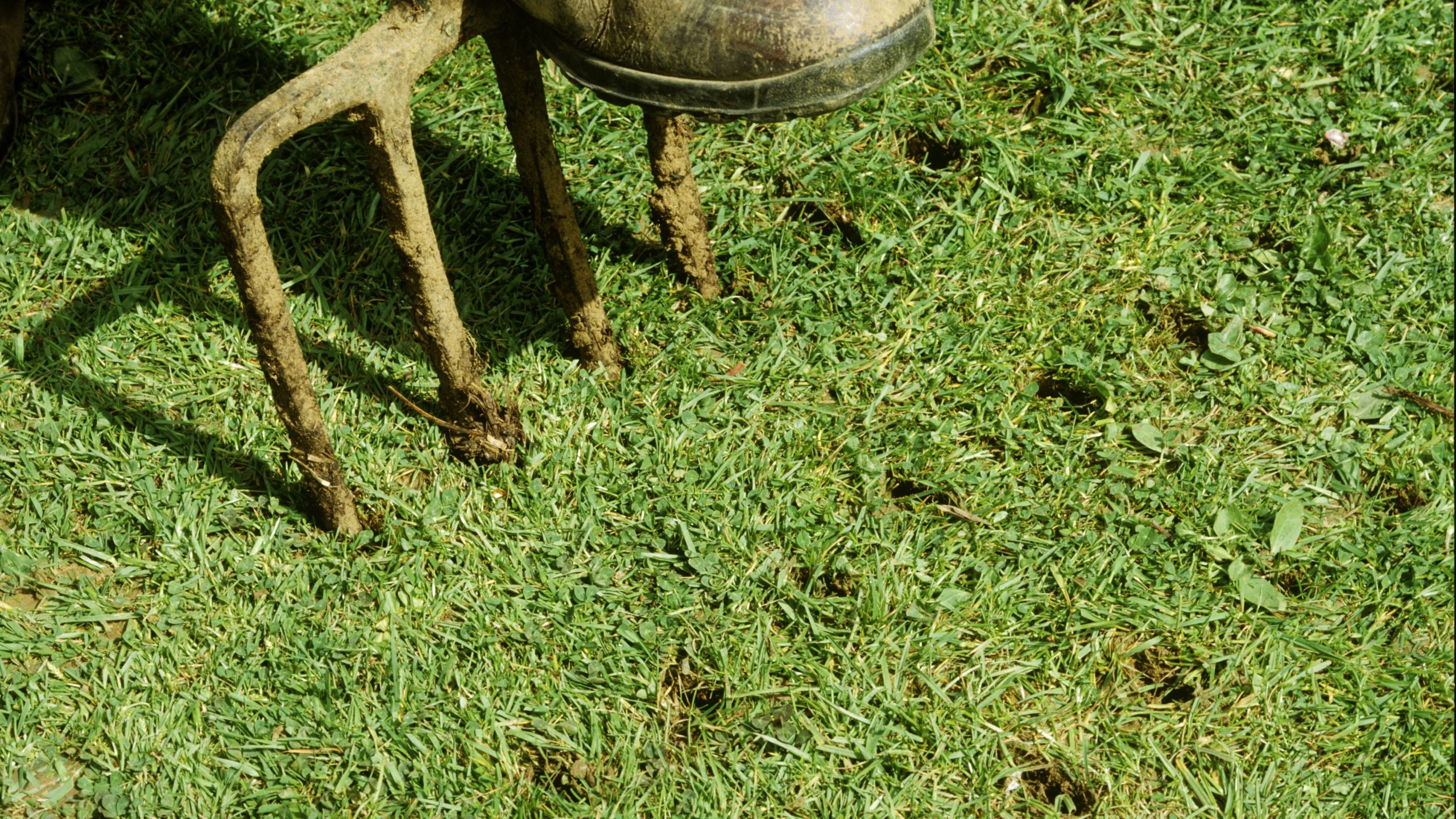 When Should You Aerate Your Lawn