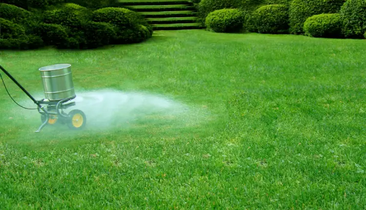 When To Apply Lawn Fertilizer For Home Gardening?