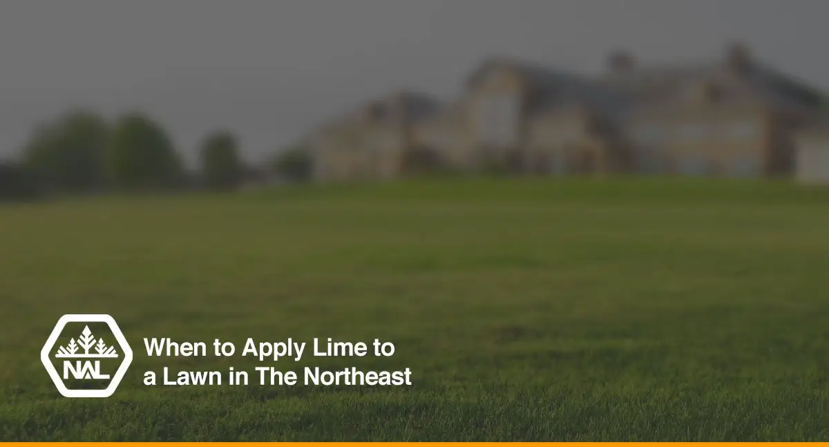 When to Apply Lime to a Lawn in The Northeast