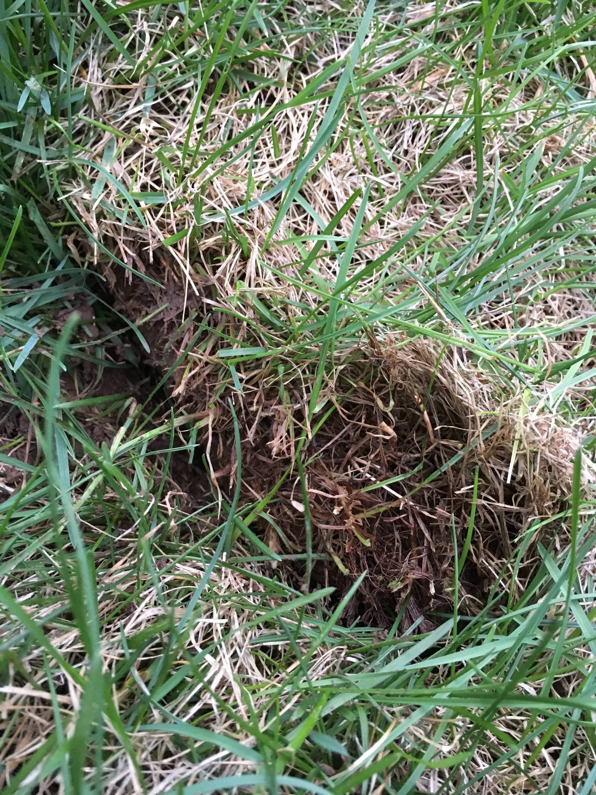 When to Dethatch the Lawn (5a) : lawncare