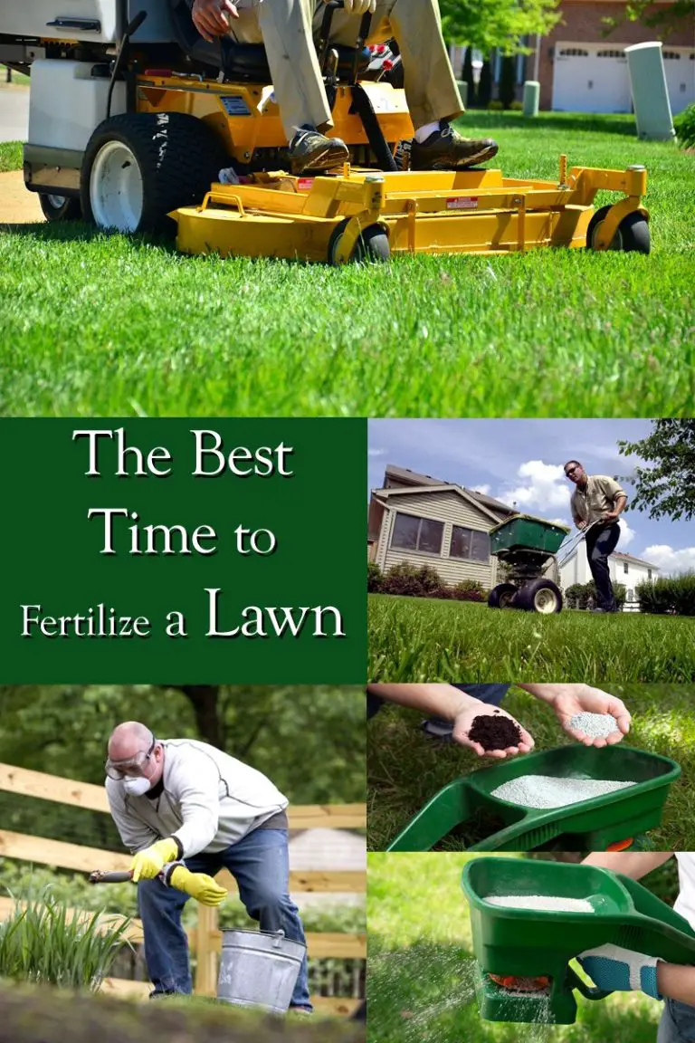 When to Fertilize a Lawn: Determining the Best Time to ...