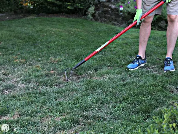 When to Reseed Lawn and Tips for Reseeding