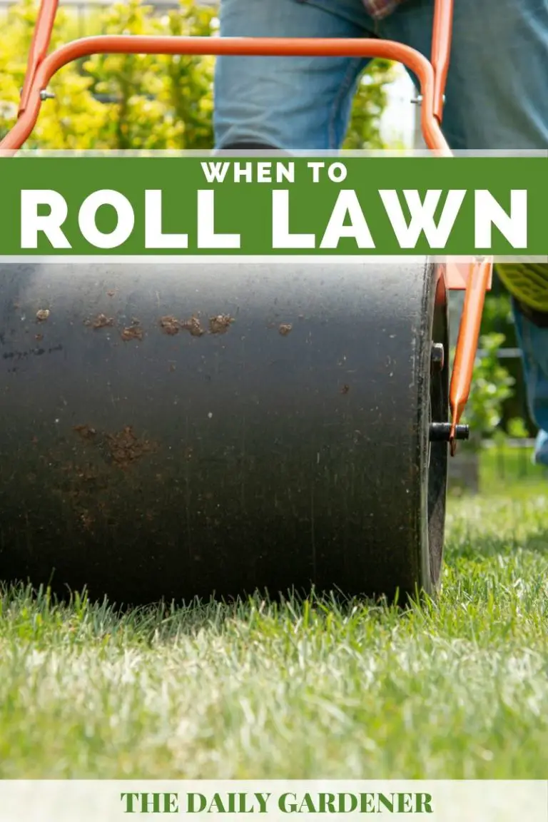 When to Roll Your Lawn?