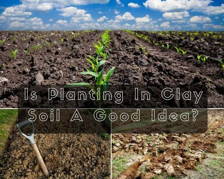 Which Is The Best Grass Seed For Clay Soil? Create Your Very Own Green ...