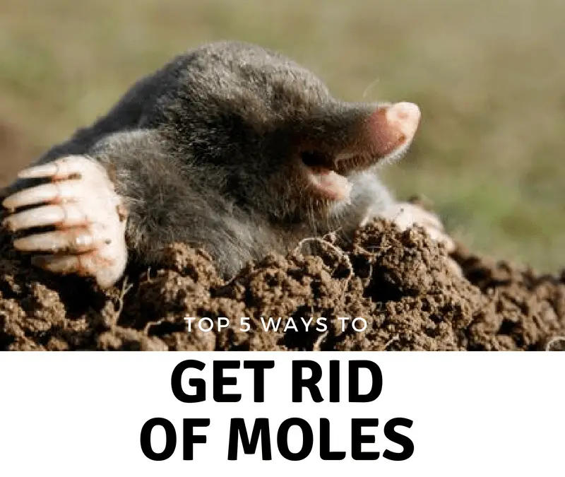 While moles may look cute and cuddly, moles can quickly wreak havoc on ...